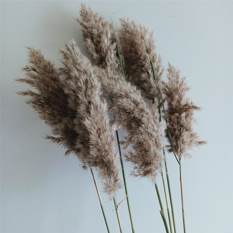 Set of Natural Dried Pampas Grass Bunches